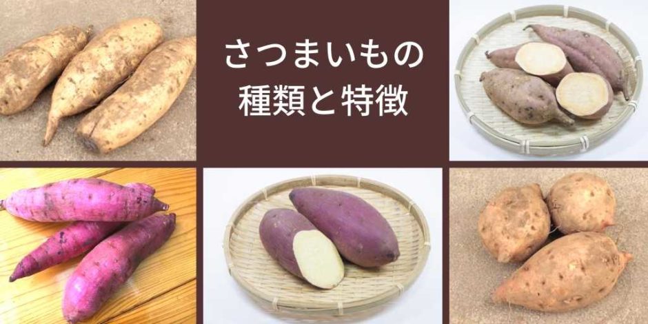 干し芋に使用されるさつまいもの種類 ほしいもミュージアム